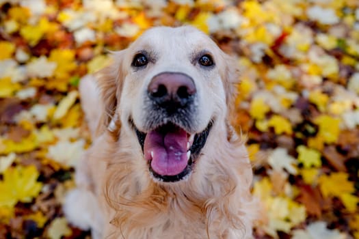 Golden retriever dog resting in autumn Park. Purebred doggy pet labrador lying in nature with tonque out