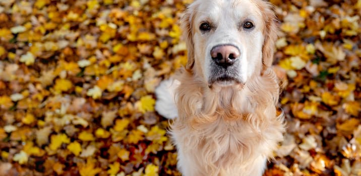 Golden retriever dog resting in autumn Park. Purebred doggy pet labrador lying in nature with tonque out