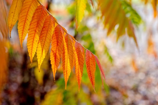 Red and Orange Autumn Leaves Background