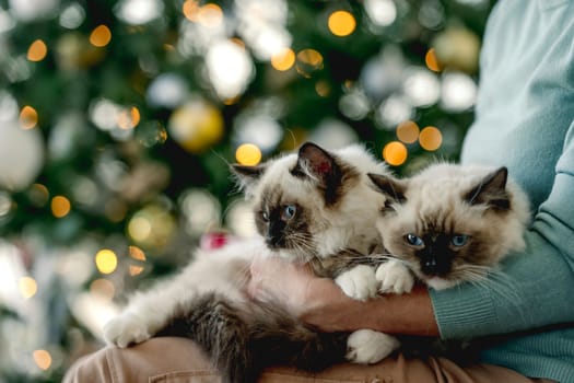 Girl with ragdoll kittens in Christmas time in room with decorated tree and lights on blurred background. Young woman with domestic kitty pets at home in New Year holidays