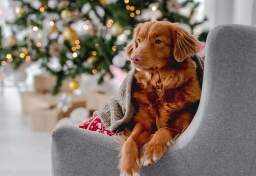 Toller retriever dog in Christmas time lying on sofa under plaid and looking back at home with New Year festive decoration and tree. Doggy pet and Xmas atmosphere