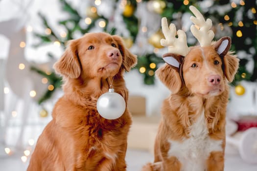 Two toller retriever dogs in Christmas time wearing deer horns and holding New Year ball at home with festive decoration and tree. Doggy pets and Xmas atmosphere