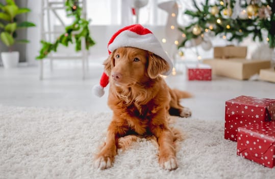 Toller retriever dog wearing Santa hat in Christmas time lying on floor at cozy home with New Year festive decoration, lights and gifts. Doggy pet and magic Xmas atmosphere