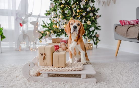Beagle dog in Christmas time sitting on sled at home with New Year festive decoration and gifts. Doggy pet and magic Xmas atmosphere with tree and lights