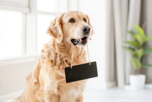 Golden retriever dog holding black plate with copyspace and looking back at home. Purebred pet doggy with nameplate in light room