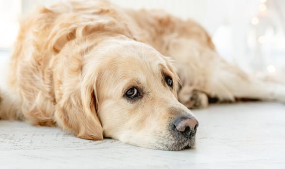Golden retriever dog resting at home closeup portrait. Purebred doggy pet labrador lying on floor
