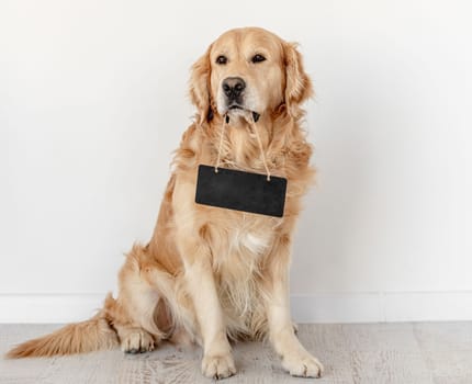 Golden retriever dog holding black plate with copyspace and looking at camera. Purebred pet doggy with nameplate sitting in light room