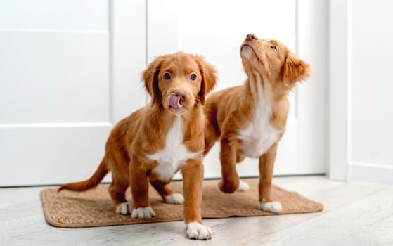 Couple of toller puppies standing on door mat at home