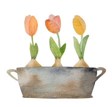 Spring tulips bouquet in garden trough watercolor drawing for postcard. Beautiful summer flowers aquarelle painting