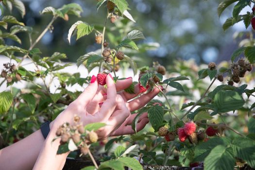 yung woman picks ripe raspberries in a basket, summer harvest of berries and fruits, sweet vitamins all year round. High quality photo