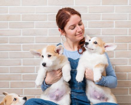 Caucasian woman holding two cute pembroke corgi puppies