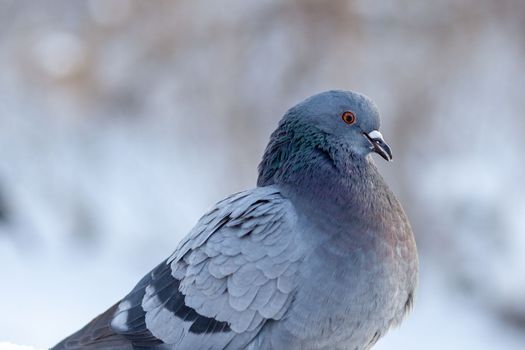 A beautiful pigeon sits on the snow in a city park in winter. Close-up of pigeons in winter on the square in the park. Birds in the cold are waiting for food from people.