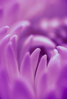 Abstract floral background, purple daisy flower petals. Macro flowers backdrop for holiday design. Soft focus
