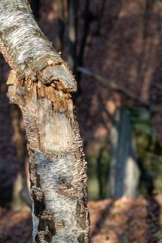 A fracture of a birch trunk caused by a strong wind.