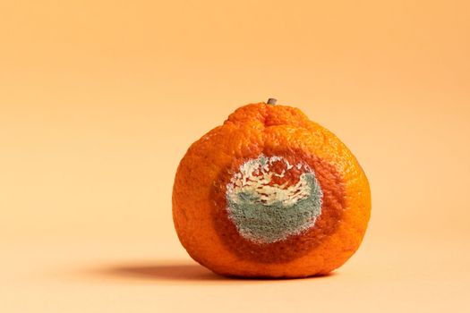 Moldy orange. Rottan moldy fruit. Mould, mildew covered foods. Concept of stop food waste day