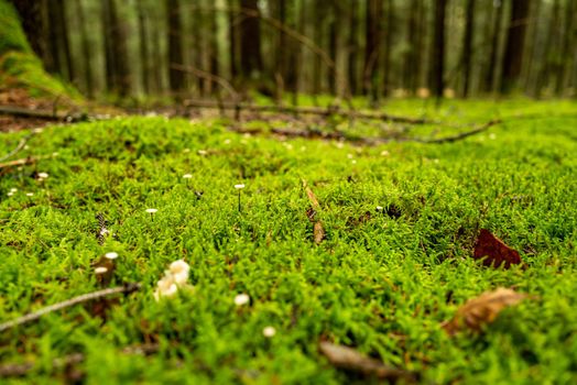 Deep view over an autumn forest floor covered with dense mos from which some tiny mushrooms grow.