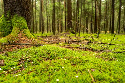 An autumnal forest floor covered with rich green moss is photographed from a frog's perspective.