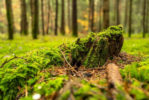 Ground-level shot of an old rotten tree stump, which is covered with juicy green moss.