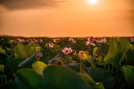 Sunrise in the field of lotuses, Pink lotus Nelumbo nucifera sways in the wind. Against the background of their green leaves. Lotus field on the lake in natural environment