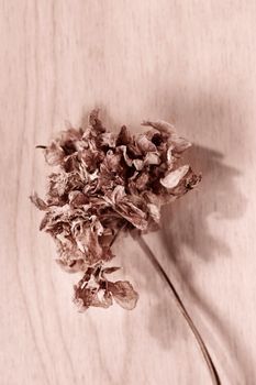 Dried flower on wooden table  , memories and romantic activity
