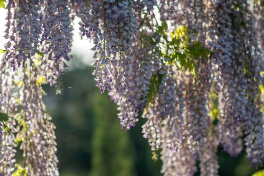 Close up view of beautiful purple wisteria blossoms hanging down from a trellis in a garden with sunlight shining from above through the branches on a sunny spring day