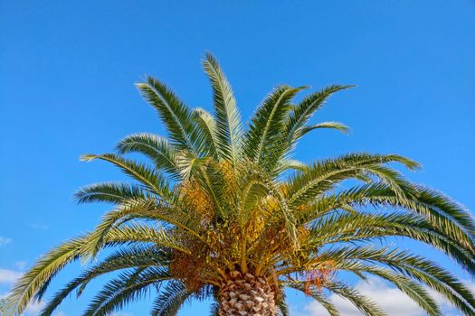 View of a green palm tree against the blue sky. Rest on the sea. Warm climate