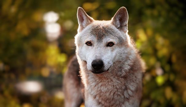 Portrait of a grey wolf Canis Lupus in an autumn forest, a close-up photo of a predator. Wild big dog in the forest, scene in the woods.