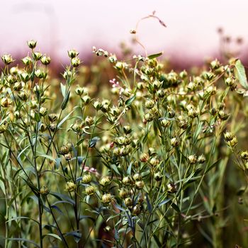 Flax on the field. A flax plant with green seeds close up after blooming. Agricultural crop for the production of vegetable oil.