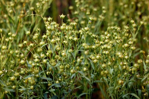 Flax on the field. A flax plant with green seeds close up after blooming. Agricultural crop for the production of vegetable oil.