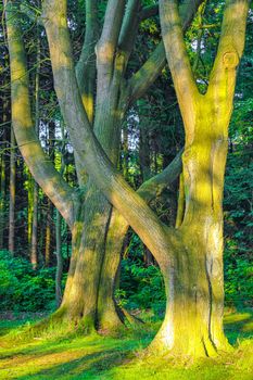 Natural beautiful panorama view with pathway and green plants trees in the forest of Speckenbütteler Park in Lehe Bremerhaven Germany.