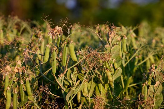 Pods of ripening green peas closeup. Green pea pods ripen on bush. Vegetable garden with growing green peas. Ripen green peas. Growing organic food.
