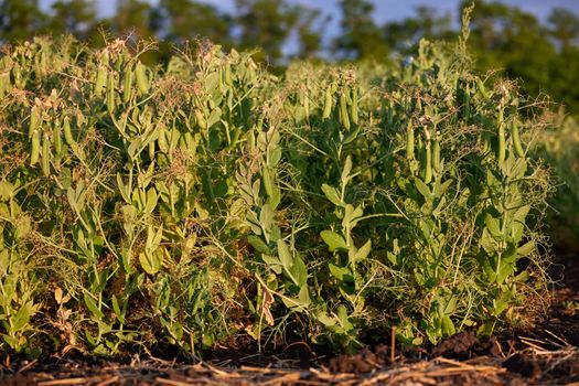 Pods of ripening green peas closeup. Green pea pods ripen on bush. Vegetable garden with growing green peas. Ripen green peas. Growing organic food.