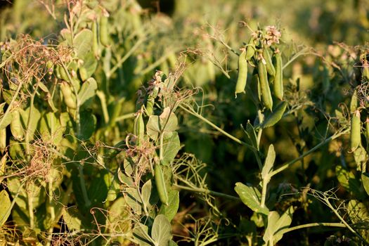 Pods of ripening green peas closeup. Green pea pods ripen on bush. Vegetable garden with growing green peas. Ripen green peas. Growing organic food.