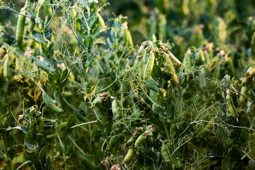 Pods of ripening green peas closeup. Green pea pods ripen on bush. Vegetable garden with growing green peas. Ripen green peas. Growing organic food.