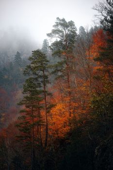 Autumn on the mountainside. Green pines and luminous yellow leaves against a mountain backdrop. Wild forest landscape. Autumn forest in the mountains in bad weather. Tourism in the mountains.