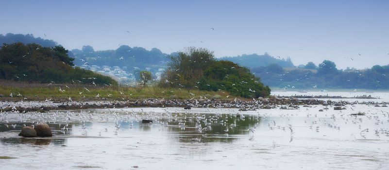 A flock of seagulls. A photo of lots of seagulls by the coast - Denmark