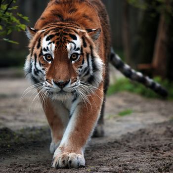 Portrait of a beautiful tiger. Big cat close-up. Tiger looks at you, portrait of a tiger. Portrait of a big cat.