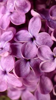 The background image is a blooming lilac.Macrophotography.Texture or background