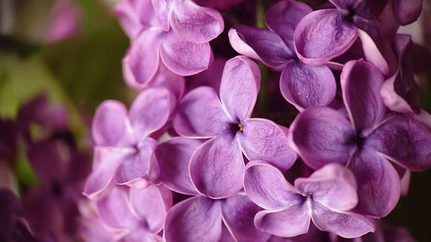 Background image of large lilac petals. Macrophotography.Texture or background