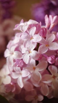 Pale lilac petals of blooming lilac close-up. Macrophotography.Texture or background