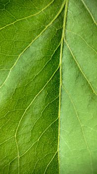 Background image of a green leaf with veins close-up