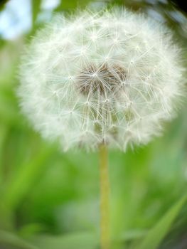 Macrophotography.Fluffy spherical dandelion head in green grass. Texture or background