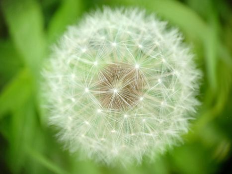 Macrophotography.The spherical head of a ripe dandelion in the green grass. Texture or background