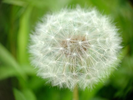 Macrophotography.Spherical fluffy head of a ripe dandelion on a background of green unfocused grass. Texture or background