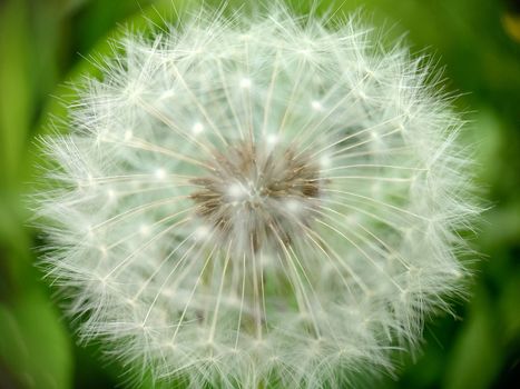Macrophotography.The spherical head of a ripe dandelion in the green grass . Texture or background