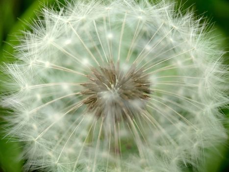 Macrophotography.A ripe dandelion with a spherical head on a background of green grass . Texture or background