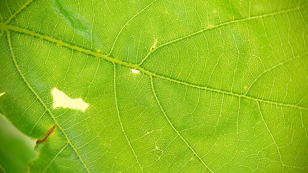 Background image of a green oak leaf with veins close-up