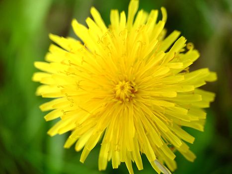 Yellow dandelion on a green background, perfect for background, texture, macro photography