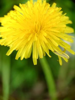 Yellow dandelion on a green background, perfect for background, texture, macro photography