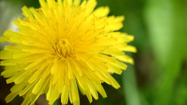 Yellow dandelion on a green background, perfect for background, texture, macro photography